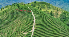 苏陕协作项目资金注入茶饮产业