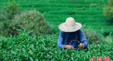 广西昭平：生态有机茶进入采摘季
