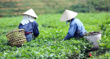 越南设定目标到2025年全国满足安全标准茶叶的种植面积达到55％
