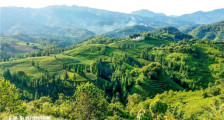 普安县：以茶为引领，“四个强化”打造乡村振兴支柱产业