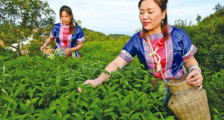 贵州锦屏：茶旅融合助乡村振兴
