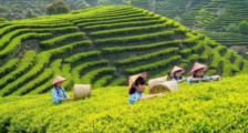 2022年“国际茶日”中国主场活动暨潮州工夫茶大会新闻发布会在穗举行