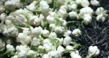 喝茶治口臭吗,什么茶治口臭好?