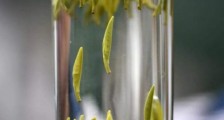 茶叶的专业知识,关于茶的基本知识大全