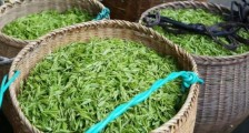 茶叶怎么炒制才香,怎样炒茶叶更香?