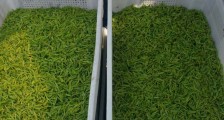 什么茶叶适合用蒸茶器,什么茶可以蒸