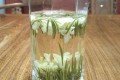 女孩子喝茉莉花茶的好处,茉莉花茶的功效与禁忌