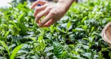 绿茶加工工艺流程图,绿茶的加工制作包含哪几个步骤?