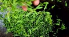 龙井茶炒茶叶怎么炒出好茶色,茶叶怎样做出来最绿?