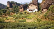马头岩肉桂是大红袍吗,大红袍肉桂属于什么茶?