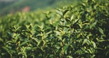 龙井是明前的好还是雨前的好,明前茶和雨前茶哪个好喝?