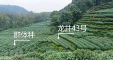 43号龙井属于好茶吗,龙井茶43号是什么意思?