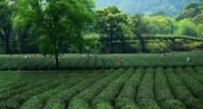 苏州碧螺春东山好还是西山好,洞庭碧螺春西山和东山哪个好?