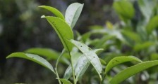 单丛茶十大香型以及常见品种大全,潮安凤凰单枞十大名香归类