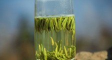 竹叶青茶泡不立起来怎么回事,竹叶青茶怎么泡立起来