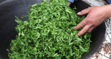 潮汕炒茶属于什么茶,潮汕炒茶是绿茶吗?
