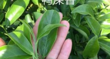 鸭屎香和大乌叶是同一种茶叶吗,单丛大乌叶和鸭屎香有什么区别?