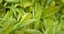 茶中奇葩黄金芽,安吉白茶中黄金芽的特点