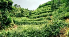 荒野银针市场价多少,真正的荒野白毫银针多少钱?