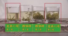 龙井群体种和43号的区别图片,龙井43和群体种哪个好喝?