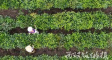 采摘秋茶 增加收入
