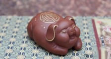 茶宠:金猪