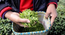 信阳毛尖存放时间多久?存放方法
