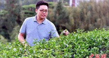 “台二代”张元豪福建深山种茶十年:“来了,就对了”