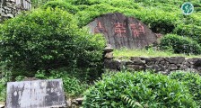 从一株到17万亩,安吉白茶那些你不知道的成长史