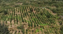 普安90后青年贺鑫:返乡种茶300亩,春节发工资20余万给老乡过年