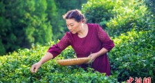 湖北女茶师研制出“七味茶”