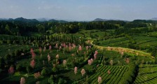 贵州凤冈:茶香飘四海 水利兴乡村