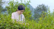茶旅融合研讨 | 以茶文旅融合为支点,探索新时代乡村振兴新模式_陈诗洁