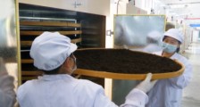 茶业新闻:促农稳增收 巴东夏秋茶加工实现“零突破”
