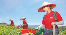 茶业新闻:采茶器助力采茶提效