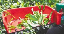 茶叶新闻:海垦茶企探索引入机械采摘提速增效
