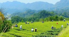 “两优一先”好榜样|崔平平:十一年种好“初心茶”