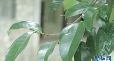云南镇沅哀牢山:茶林共生 和谐相伴