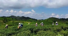 中国农民丰收节│紫云县平塘村:漫山遍野秋茶香 农户采收喜又忙