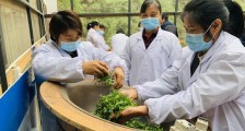 协合乡茶叶制作工技能提升班圆满落幕