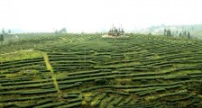 持续壮大茶产业 把“宜宾早茶”培育成为国内外知名品牌
