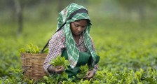 环球观茶丨印度茶行业2022年面临诸多挑战