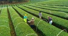 茶叶发芽了!淳安这个茶园搭上了“保质增效棚”