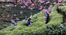 2022广西三江茶“电商消费节”盛大开幕,让敢于天下先的三江早春茶走入千万家
