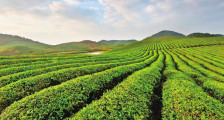 甘肃兰州举行贵州黔茶专场推介活动