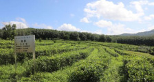 白沙茶树种植喜添新品种 进一步凸显生态环境优势