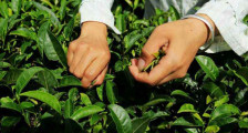 采茶的方法与步骤，如何正确采摘茶叶？