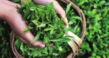 普洱咖啡上榜第二批“云南省特色农产品优势区”名单