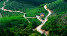 中国重要农业文化遗产：福建福鼎白茶文化系统