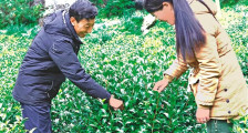 高山茶叶富农家——错那县勒门巴民族乡群众发展茶产业小记